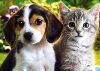 Senado aprueba sanciones por venta ilegal de perros y gatos