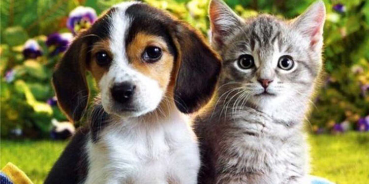 Senado aprueba sanciones por venta ilegal de perros y gatos