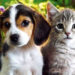 Senado aprueba sanciones por venta ilegal de perros y gatos