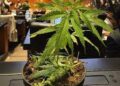 Mexicanos serán responsables con legalización de la marihuana: AMLO