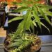 Mexicanos serán responsables con legalización de la marihuana: AMLO