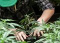 Argentina legaliza el autocultivo de cannabis para uso medicinal