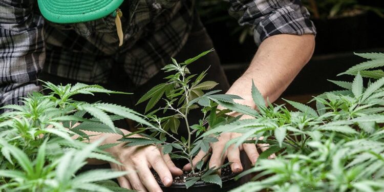 Argentina legaliza el autocultivo de cannabis para uso medicinal