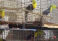 Aseguran más de 15 mil animales en la alcaldía Iztapalapa; hay 2 detenidos