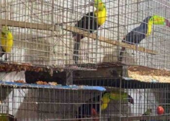 Aseguran más de 15 mil animales en la alcaldía Iztapalapa; hay 2 detenidos