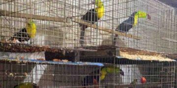 Aseguran más de 15 mil animales en la alcaldía Iztapalapa; hay 2 detenidos