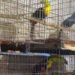 Aseguran más de 15 mil animales en la alcaldía Iztapalapa; hay 2 detenidos