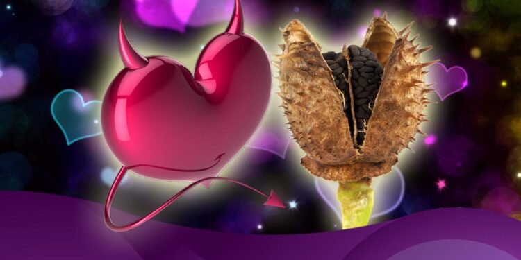 El toloache, ¿una planta del amor o de la locura?