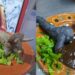 Dinoquesadillas; la  creatividad culinaria de Jesús Abraham Padilla