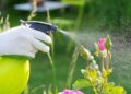 Elimina las plagas de tus plantas con remedios caseros y naturales