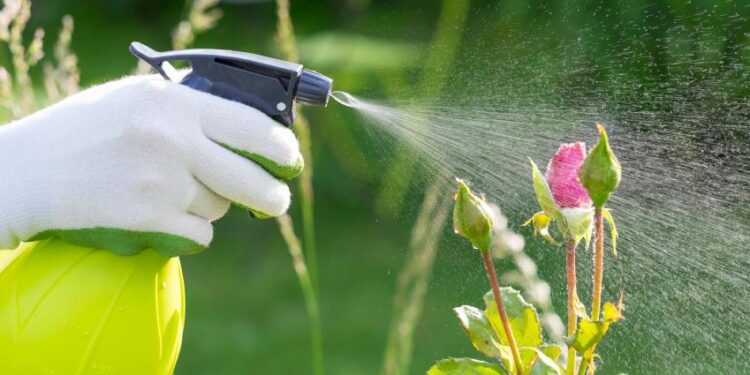 Elimina las plagas de tus plantas con remedios caseros y naturales
