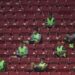 La Liga MX autoriza la presencia de aficionados en estadios