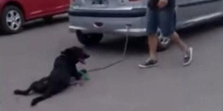 #Video Mujer arrastra a su perro encadenado al coche