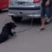 #Video Mujer arrastra a su perro encadenado al coche