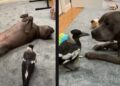Perrito adopta a urraca que se porta como cachorro