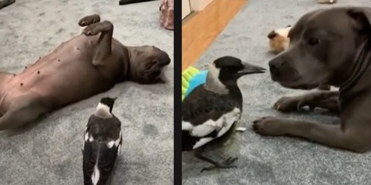 Perrito adopta a urraca que se porta como cachorro