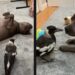 Perrito adopta a urraca que se porta como cachorro