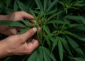 Argentina legaliza autocultivo de marihuana para uso medicinal