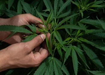 Argentina legaliza autocultivo de marihuana para uso medicinal