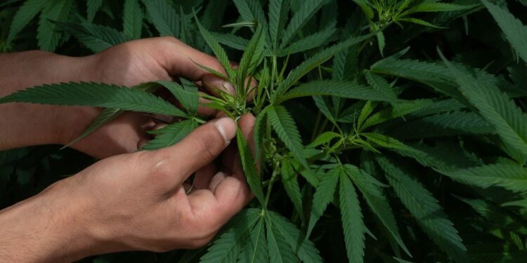 Argentina legaliza autocultivo de marihuana para uso medicinal