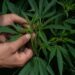 Argentina legaliza autocultivo de marihuana para uso medicinal