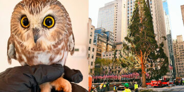 Encuentran a búho en árbol de Navidad del Rockefeller Center