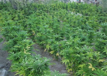 Sembrar mariguana para sobrevivir: pobreza en El Aguaje, SLP