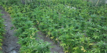 Sembrar mariguana para sobrevivir: pobreza en El Aguaje, SLP