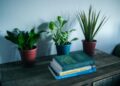 10 plantas de interior fáciles de mantener