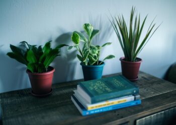 10 plantas de interior fáciles de mantener