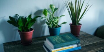 10 plantas de interior fáciles de mantener