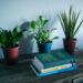 10 plantas de interior fáciles de mantener