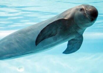 Registros acústicos arrojan datos sobre conservación de la vaquita marina