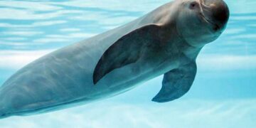 Registros acústicos arrojan datos sobre conservación de la vaquita marina