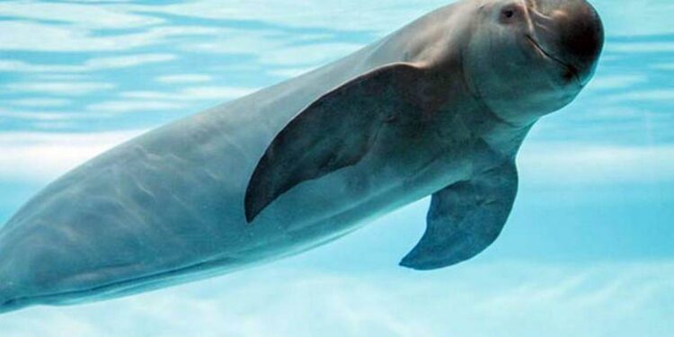 Registros acústicos arrojan datos sobre conservación de la vaquita marina