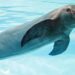 Registros acústicos arrojan datos sobre conservación de la vaquita marina