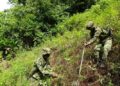 Colombia erradica 130.000 hectáreas de coca este 2020
