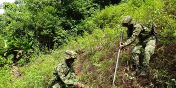 Colombia erradica 130.000 hectáreas de coca este 2020