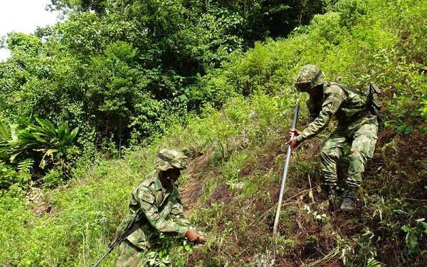 Colombia erradica 130.000 hectáreas de coca este 2020