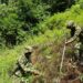 Colombia erradica 130.000 hectáreas de coca este 2020