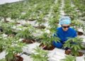 ONU reconoce oficialmente las propiedades medicinales del cannabis