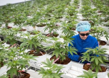 ONU reconoce oficialmente las propiedades medicinales del cannabis