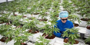 ONU reconoce oficialmente las propiedades medicinales del cannabis