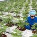 ONU reconoce oficialmente las propiedades medicinales del cannabis