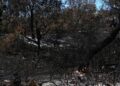 Incendio devora la mitad de la mayor isla de arena del mundo en Australia