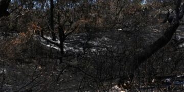 Incendio devora la mitad de la mayor isla de arena del mundo en Australia