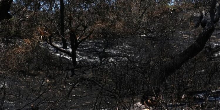 Incendio devora la mitad de la mayor isla de arena del mundo en Australia