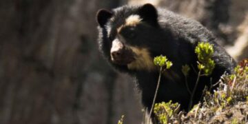 Encuentran osos andinos en Ecuador