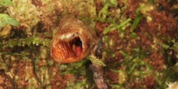 Orquídea más fea del mundo encabeza la lista de nuevas plantas
