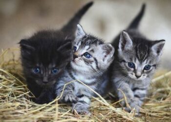 Los animales más susceptibles a contraer covid